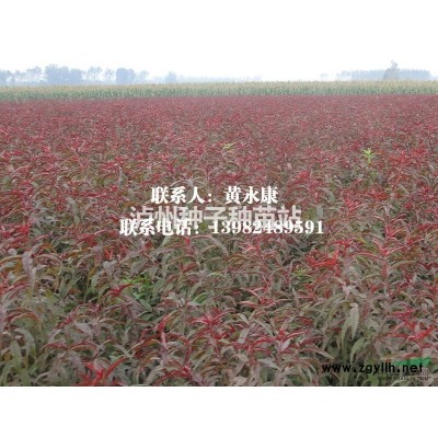 瀘州桂圓小苗基地，宜賓龍眼苗找永安苗圃_苗好價優