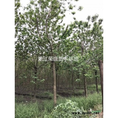 精品大櫸樹 浙江精品櫸樹行情報價/精品大櫸樹 浙江精品櫸樹圖片展示