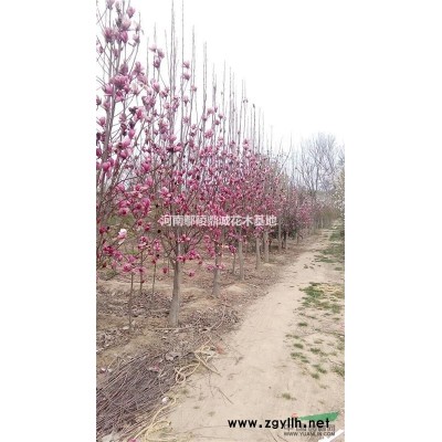 2021年，復(fù)葉槭價(jià)格，行情，農(nóng)戶直銷(xiāo)，批發(fā)價(jià)，金葉復(fù)葉槭