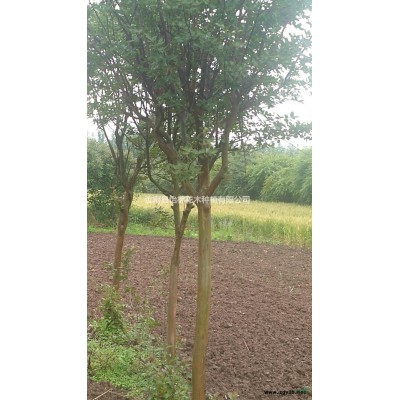 河南供應紅葉石楠 紅葉石楠低價批發 河南紅葉石楠基地規格*