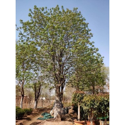 爬地柏高0.3-0.8米紫藤地徑2-6公分北京大苗圃基地購樹