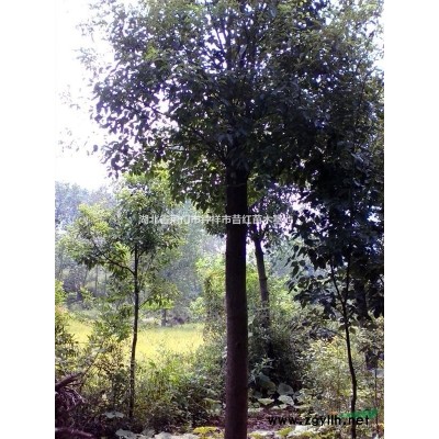 湖北荊門大量供應9一15公分大葉女貞