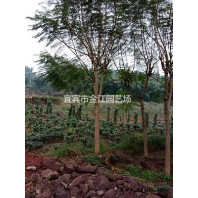 四川宜賓金江竹子批發，班竹，水竹，苦竹，黃竹，綿竹。楠竹