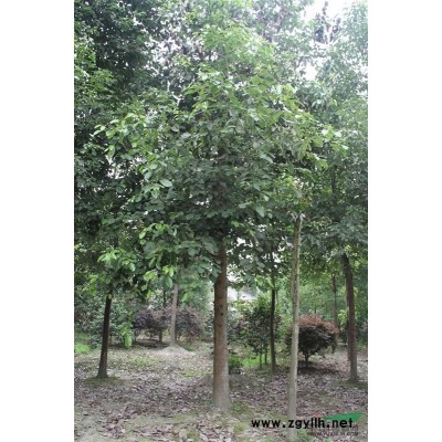 四川金絲楠木基地供應小苗，楨楠小苗大量低價處理