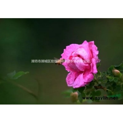 大量供應冠幅60，高度一米以上綠化玫瑰苗四季玫瑰中天玫瑰