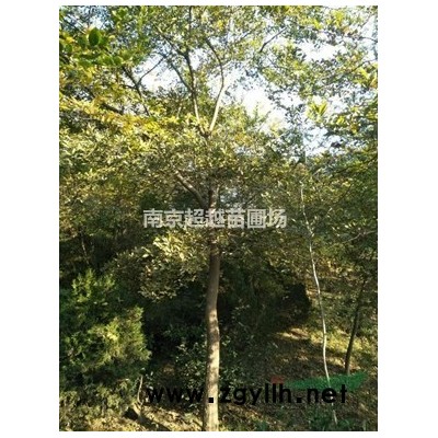 南京紅葉石楠球冠幅50-3米價格