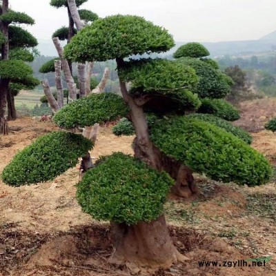湖北京山對接白蠟