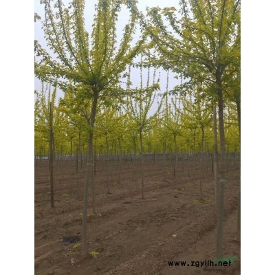 哪里有三年冠以上8公分10公分12公分北京欒樹價格多少
