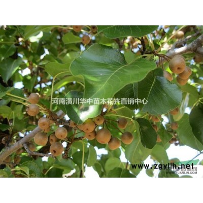 信陽草坪基地低價出售各種草坪銷售價格