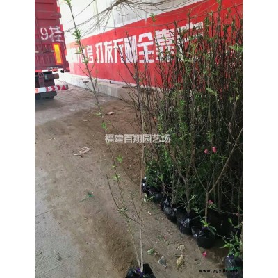 茉莉行情報價/茉莉圖片展示