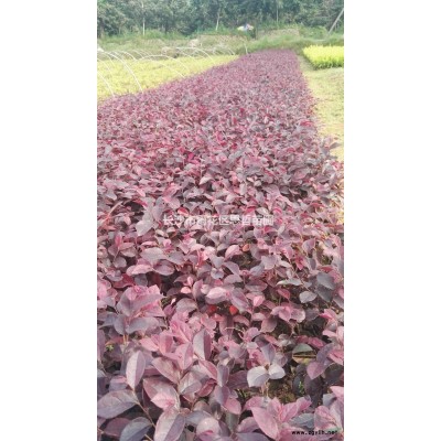 湖南紅花繼木球價格/報價