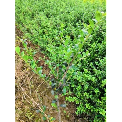 湖南紅花繼木球基地照片 長沙紅花繼木球報價 湖南紅繼木球價格