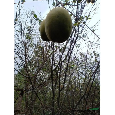 紅花繼木球，大量供應(yīng)各種規(guī)格紅花繼木球