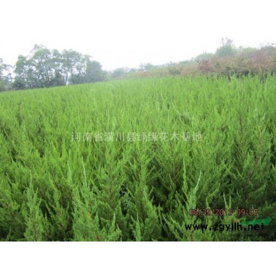 湖南紅花繼木價格、潢川直銷紅花繼木球，浙江紅花繼木價格