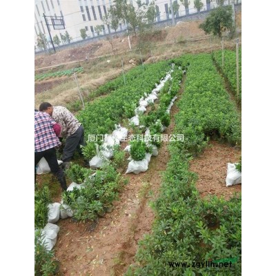 紅繼木 紅花繼木 紅花繼木球供應 紅花檵木低價處理