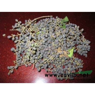 紅豆杉兩年陳種