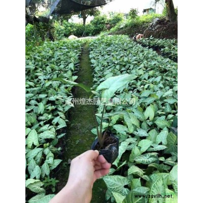 2021年福建亮葉朱蕉新報價  漳州朱蕉基地 亮葉朱蕉供應