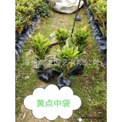 福建小葉龍船花介紹/特征/用途 漳州小葉龍船花實拍圖