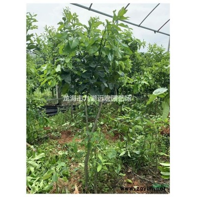 福建布迪椰子價(jià)格，大量出售自產(chǎn)布迪椰子桿高50公分到3米