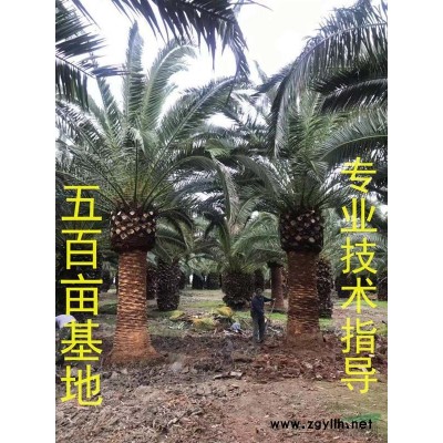 福建中東海棗產(chǎn)地 大型中東海棗基地農(nóng)戶直接批發(fā)價(jià)