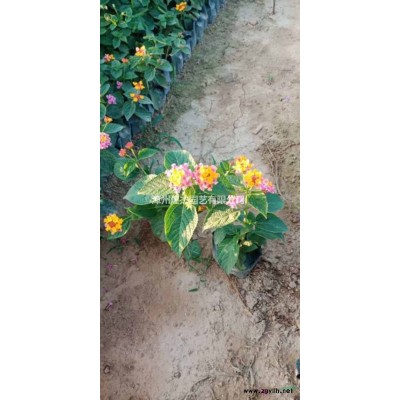 大小規格福建黃金香柳苗基地 漳州黃金香柳批發