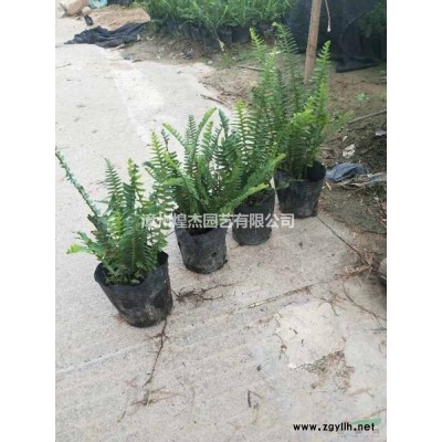 福建供應紅絨球規格* 漳州紅絨球農戶基地直銷