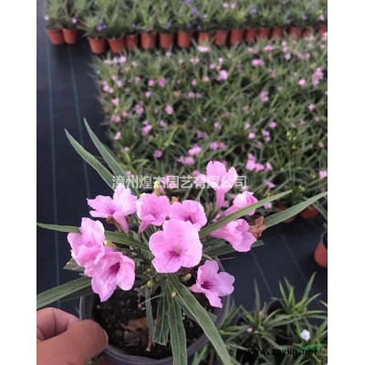 福建供應金森女貞小毛球規格* 漳州金森女貞價格