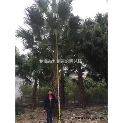 皇后葵(金山葵)價(jià)格，農(nóng)戶直銷各種規(guī)格皇后葵(金山葵)