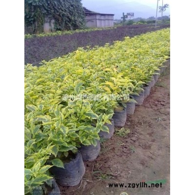 2021年福建花葉良姜新報價 漳州花葉良姜價格哪里便宜