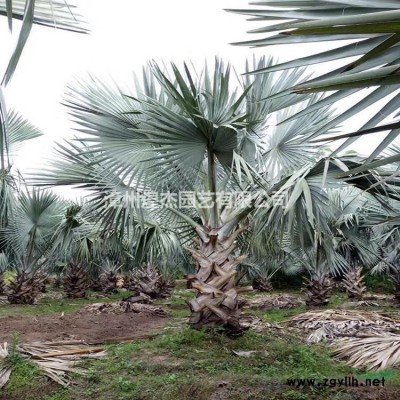 2021年福建金森女貞小杯新報價