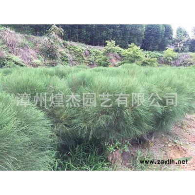 福建供應金邊沿階草規格* 漳州沿階草 煌杰園藝供應