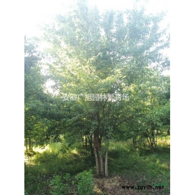 紅葉李，肥西紅葉李