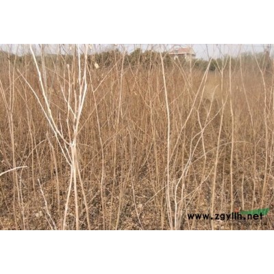 紫薇2報價/安徽紫薇2報價