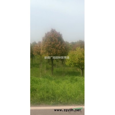 供大葉女貞，香樟，紅葉李，廣玉蘭，白玉蘭，紫微，