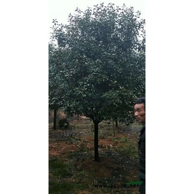 香樟1圖片\香樟1報價