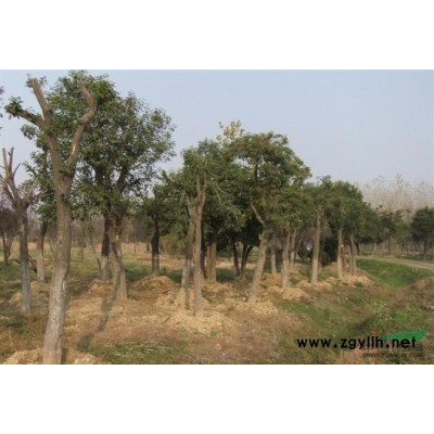 冬青球2圖片\冬青球2報(bào)價(jià)