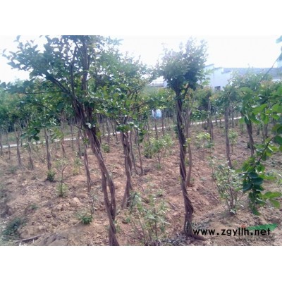 金桂3報價/安徽金桂3報價