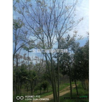 紫薇3*新價格/紫薇3報價