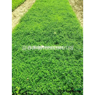 3一120公分銀杏樹基地/價格/圖片/產地/行情