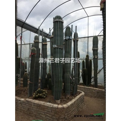 小葉榕嫁接樁景