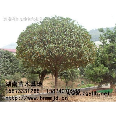 精品桂花  精品桂花價格 咨詢湖南澤云苗木合作社