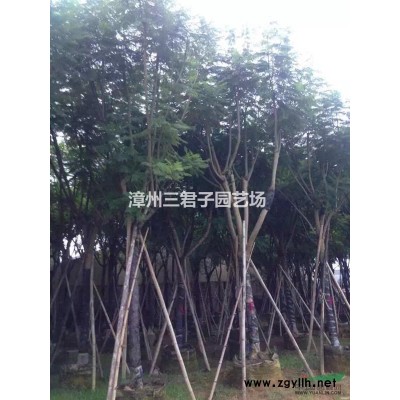 千層金(黃金香柳）黃金寶樹