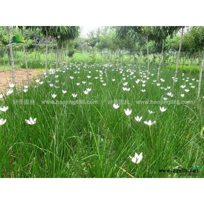 紫葉矮櫻價格_紫葉矮櫻產地_紫葉矮櫻綠化苗木苗圃基地