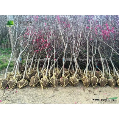 竹柳價格_竹柳圖片_竹柳產地_竹柳綠化苗木苗圃基地