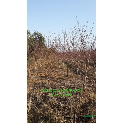 安徽合肥肥西供應1-30公分楓香、楓香小苗高度100公分供應