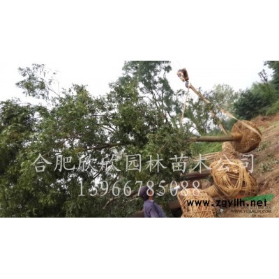 安徽肥西杜英價格、合肥杜英*新報價、肥西杜英基地