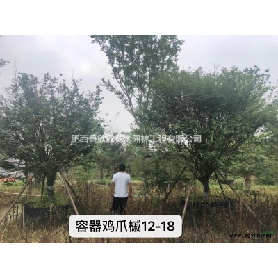 合肥杜英*新報價、肥西杜英行情介紹、安徽合肥杜英苗供貨商