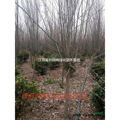 低價1一25白蠟基地/白蠟價格/白蠟圖片/白蠟產地/行情