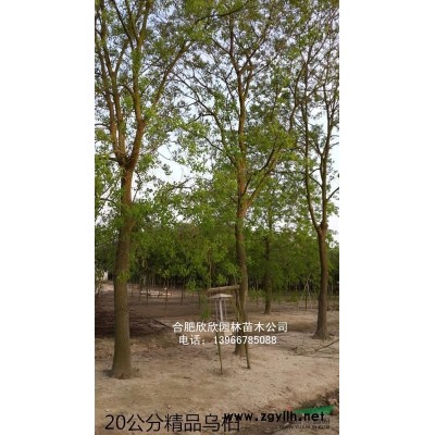 安徽山桃供貨商、合肥山桃樹基地、肥西山桃樹圖片、山桃介紹