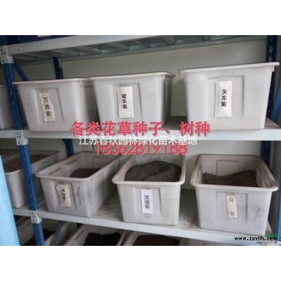 江蘇大量迎春床苗 ，各種規格工程用苗基地/價格/圖片產地